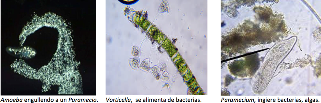 Protozoarios 1