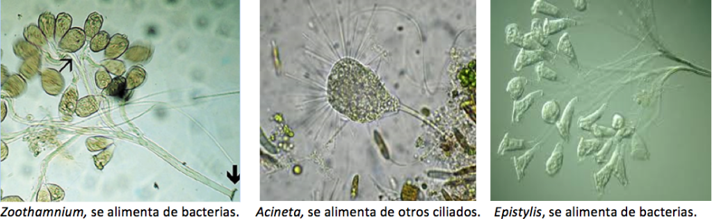 Protozoarios  2