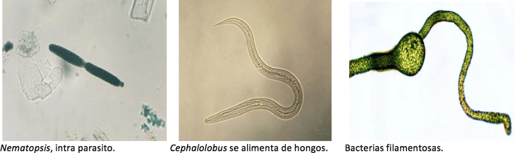 Protozoarios  3