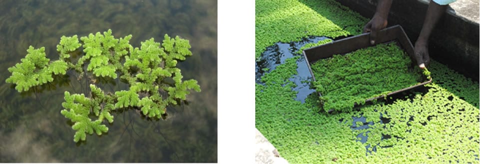 Azolla microphylla una alternativa en la alimentación acuícola