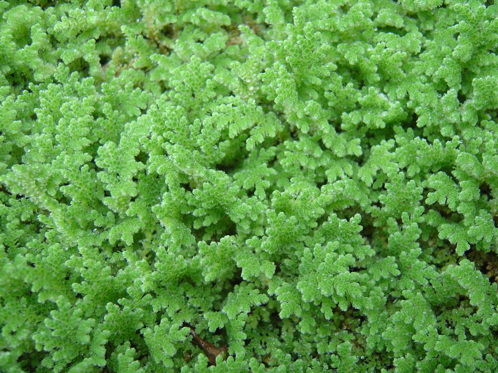 Azolla microphylla