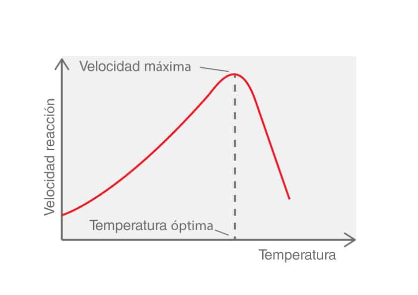 enzimas